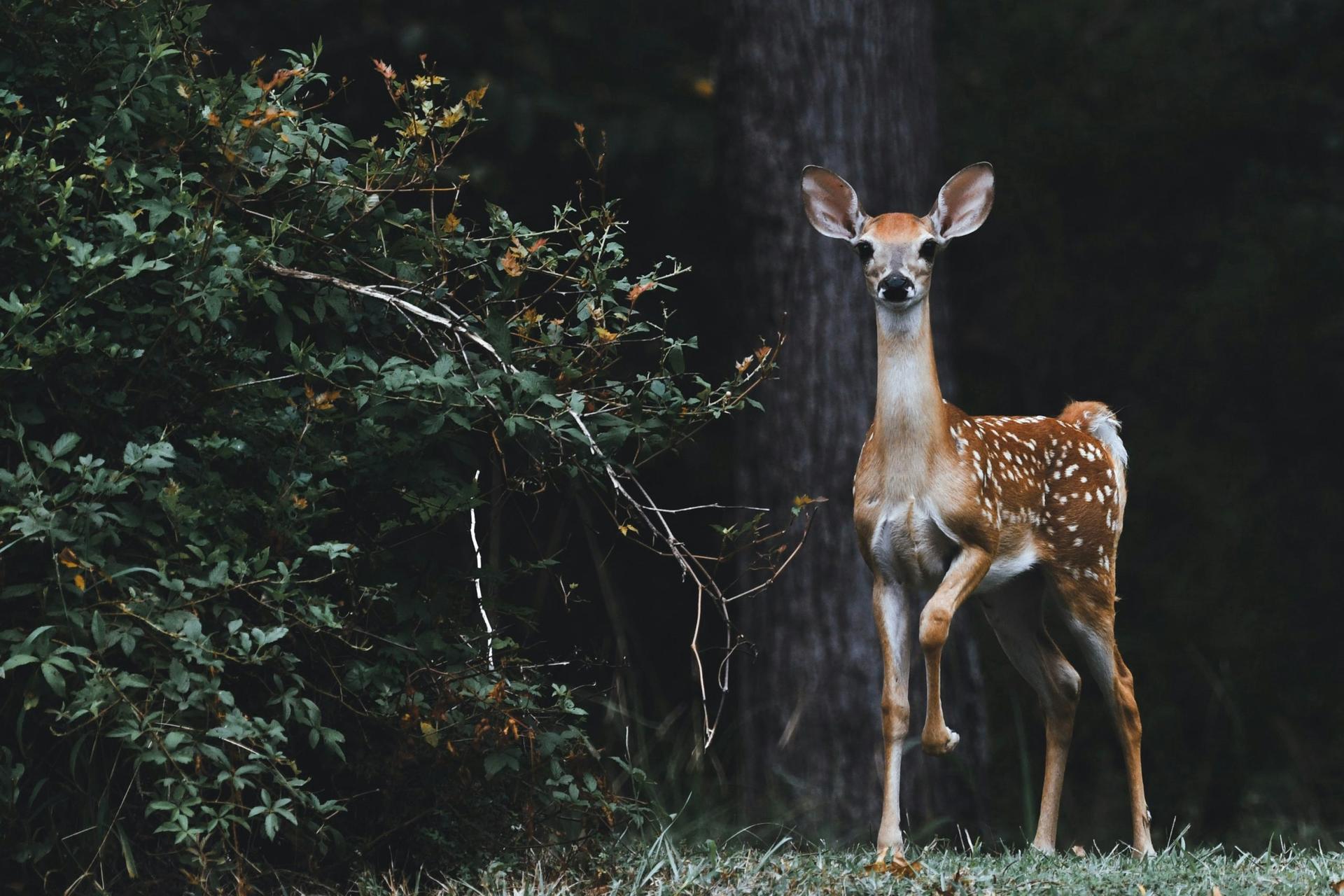 Deadly Deer Disease Detected in Wisconsin: DNR Alerts Public to EHD Outbreak