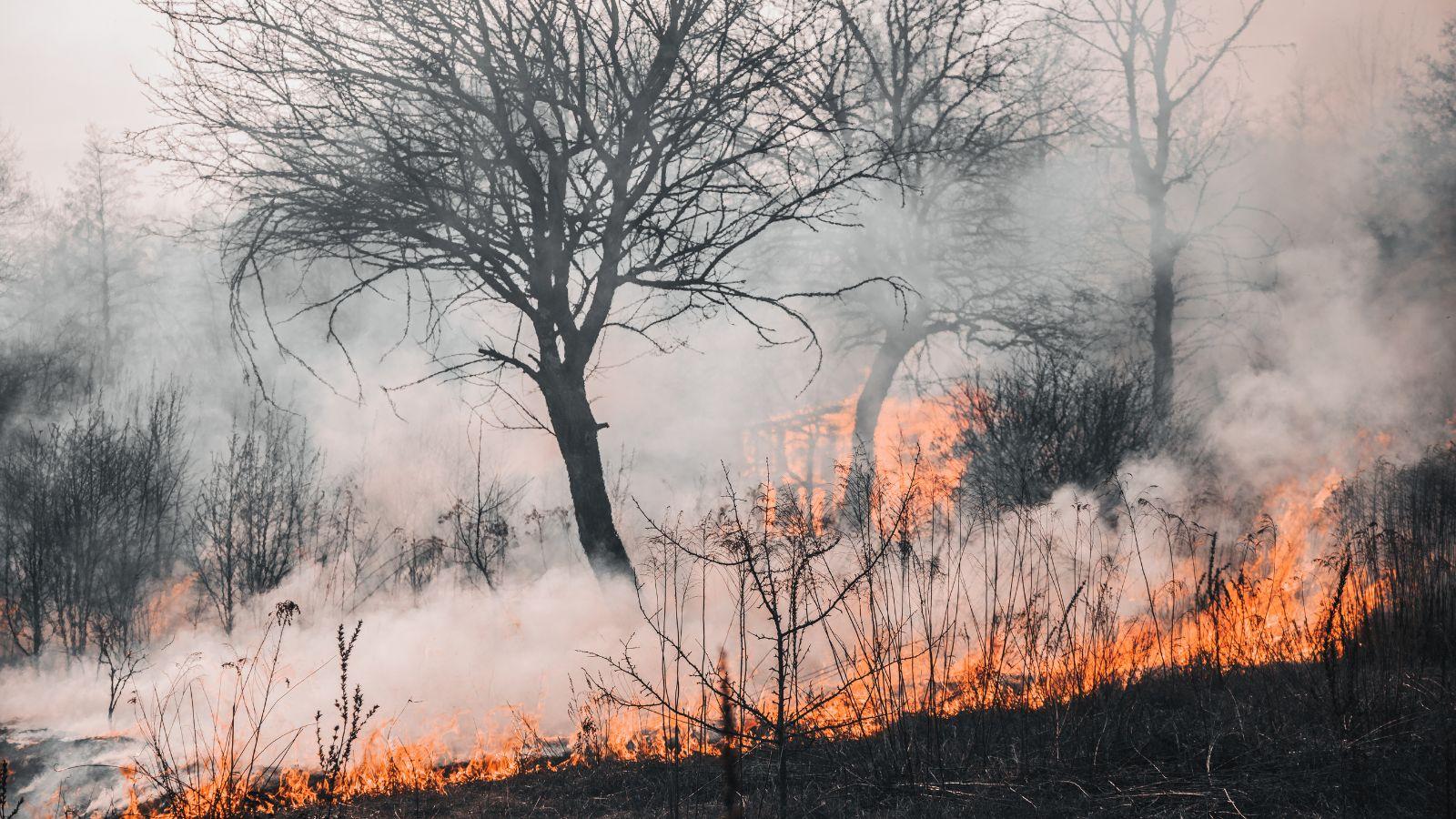 Superior National Forest Seeks Federal Funding to Fight Wildfires
