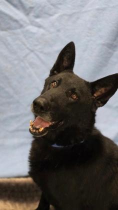 Pet of the Week! (Hour 2)