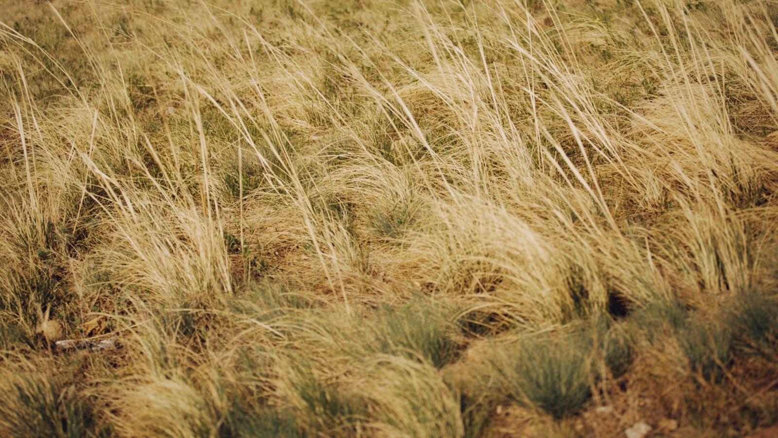 Two-thirds of Wisconsin abnormally dry, according to drought monitor