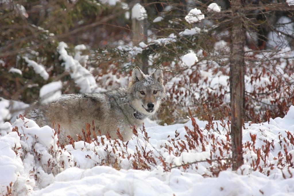 DNR taking public comment on proposed wolf management rule