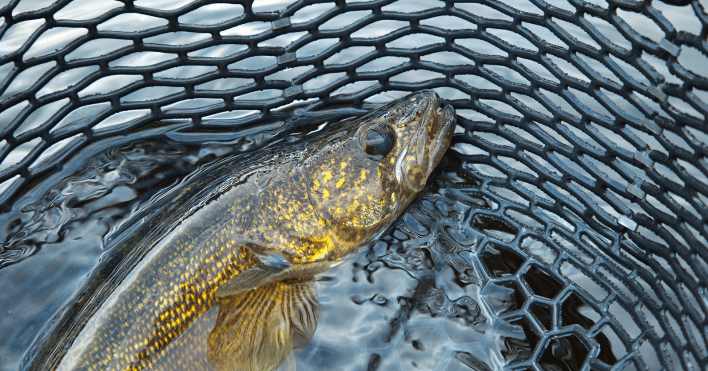 DNR publishes new fishing regulations for 2024-25 season