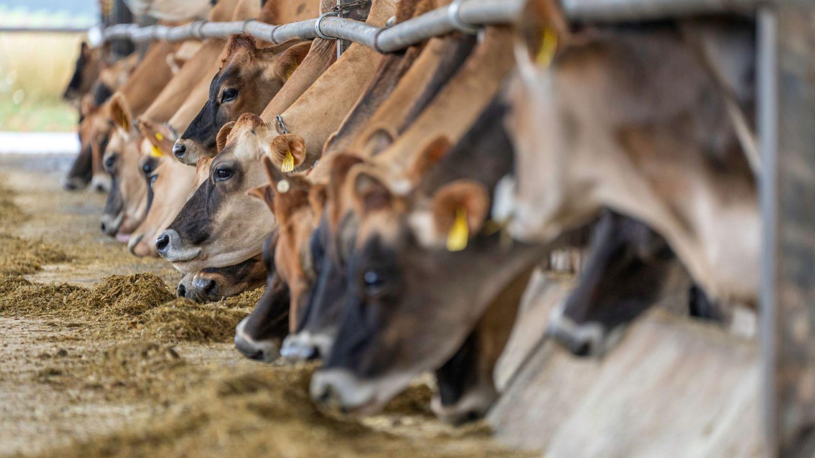 Avian Flu in Cows: What you need to know