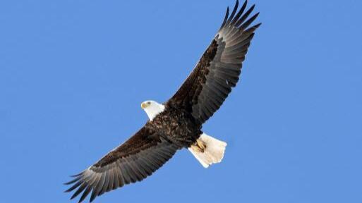 DNR Offers Massive Rebate On Endangered Resources License Plates