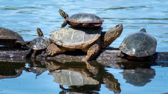 Help Protect Turtles During Nesting Season