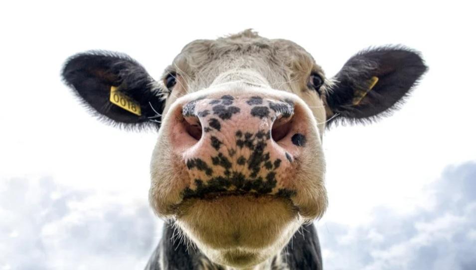 A Slice of Wisconsin: Celebrating June Dairy Month