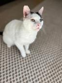 Woody the Cat (Hour 2)