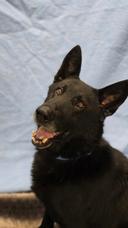 Pet of the Week! (Hour 2)