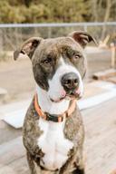 Meet Max! This Week’s Pet of the Week! (Hour 2)