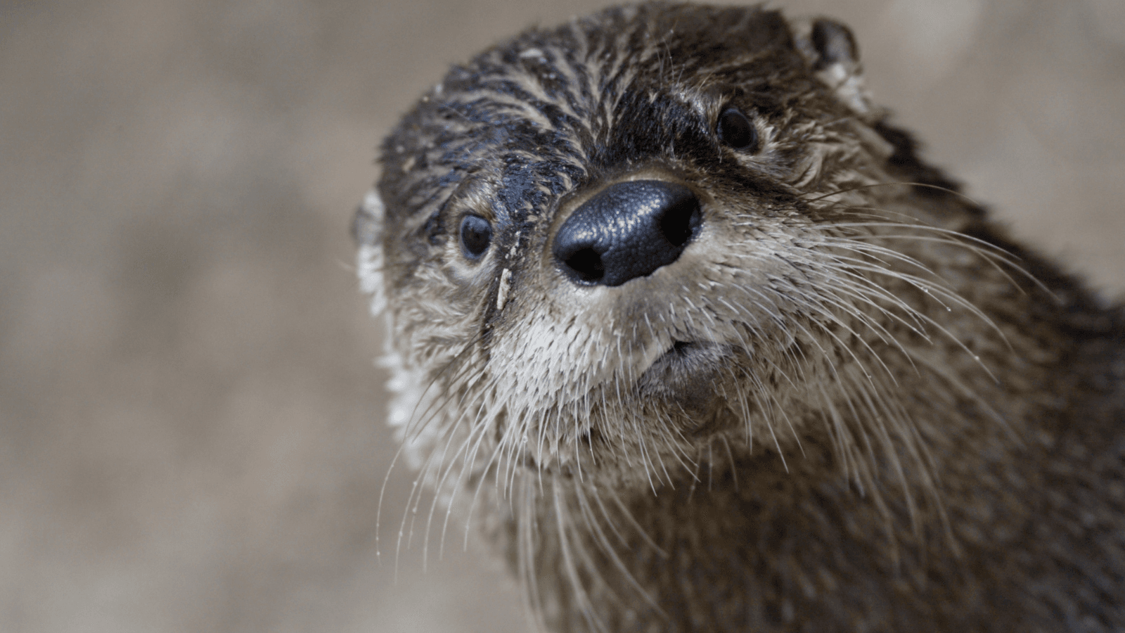 Louie chooses the wild, wild life