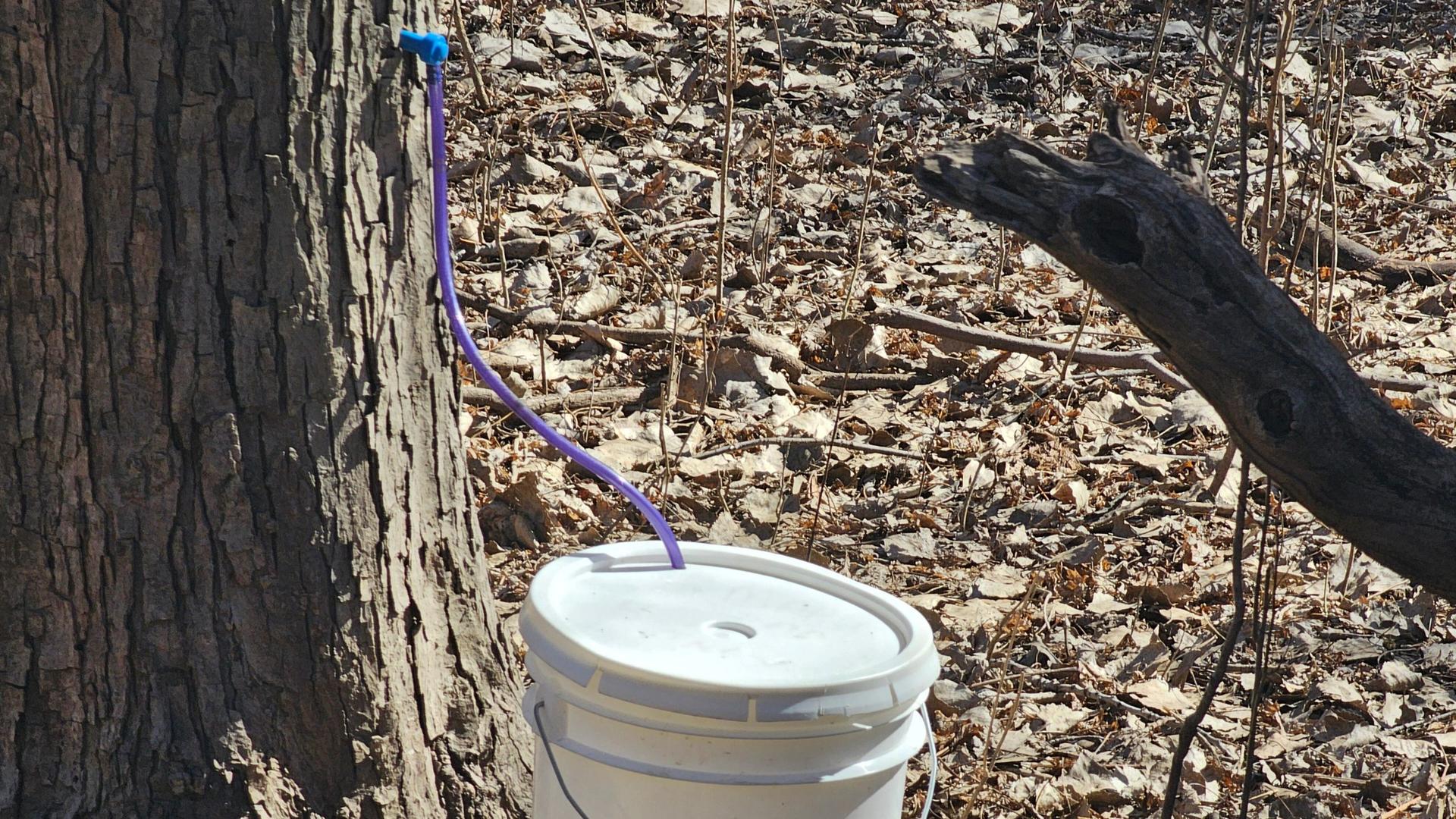 Time For Tapping: Maple Syrup in Wisconsin
