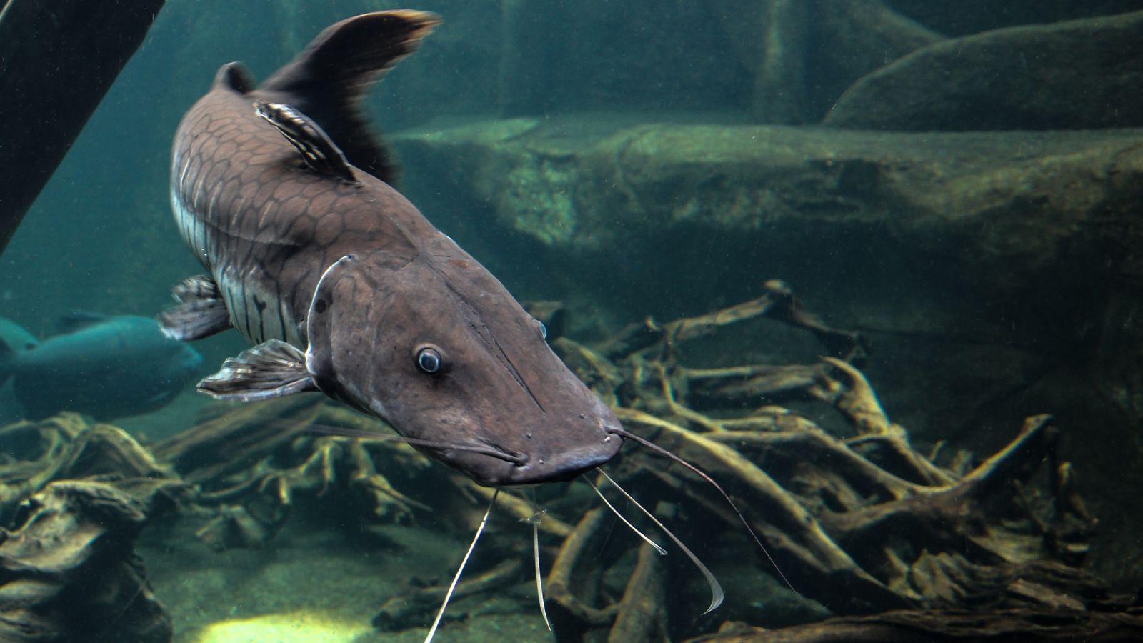 Lake Wissota Fish Habitat Improvement Projects Completed