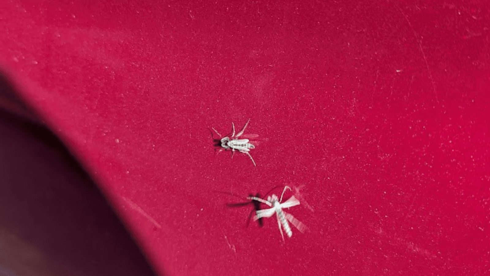 Lake flies return to the shores of Winnebago