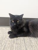 Cinder is Such a Lovely Gentleman (Hour 2)