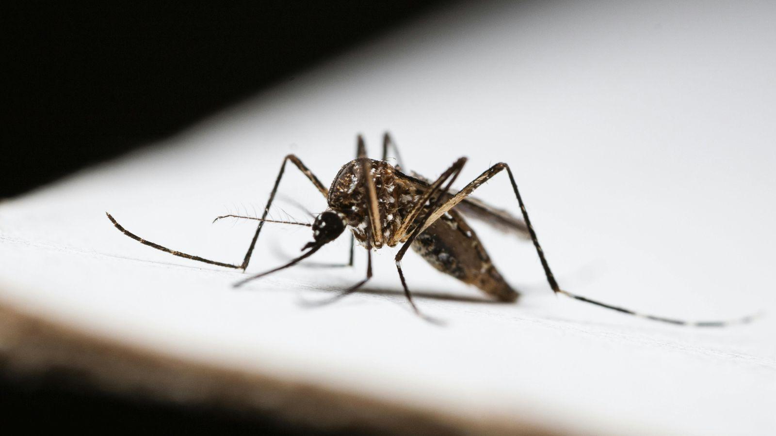 Polk County Confirms Positive West Nile Virus Test in Bird