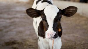 Baby Calf Bellies Need Special Attention