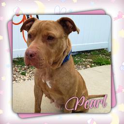 Meet Pearl! (Hour 2)