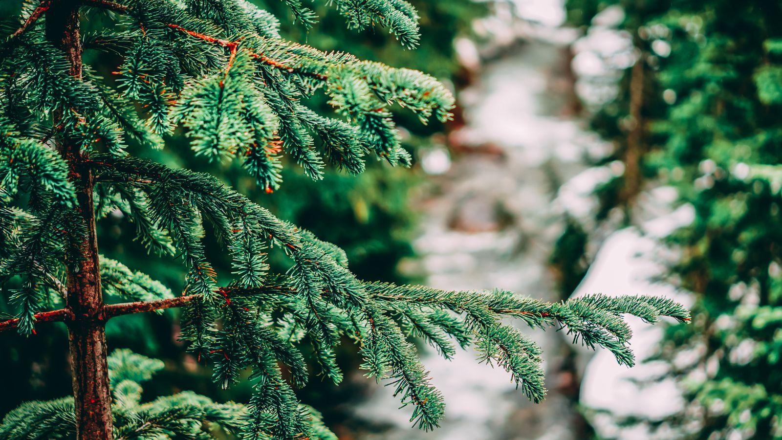 Chippewa Valley Cities Offer Holiday Tree Disposal Services