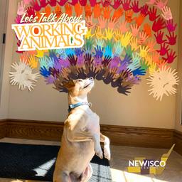 Let’s Talk About Working Animals