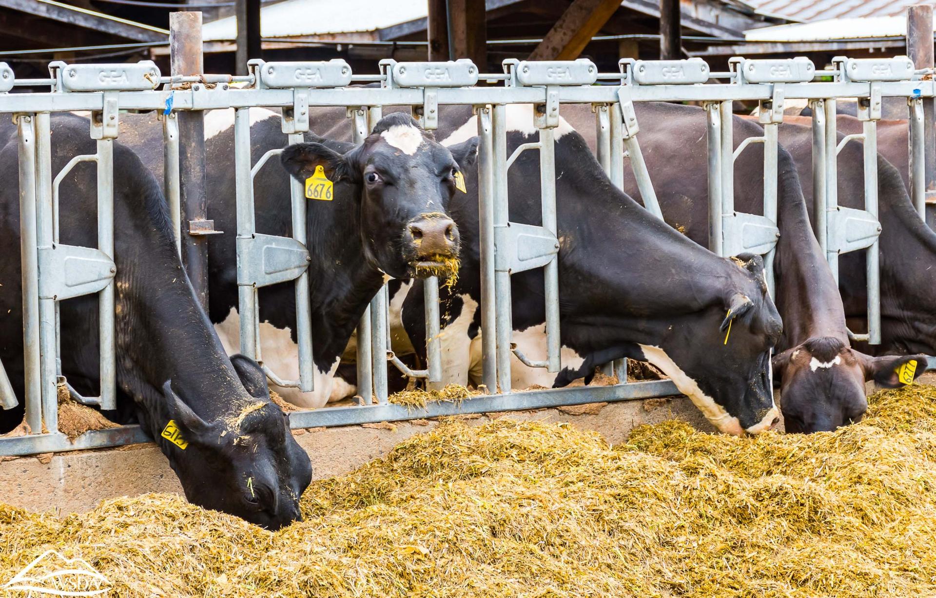Massive Fee Increases Proposed for Wisconsin’s Livestock Industry