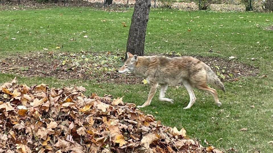 Madison Coyotes Still Roaming the West Side