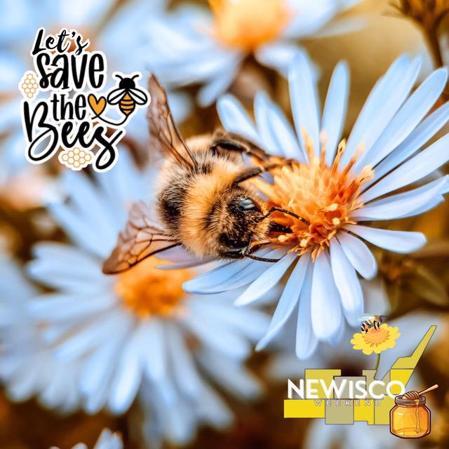 The Buzz Around Bees and Beekeeping