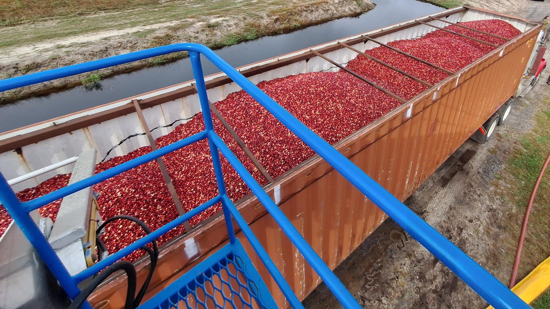 All you wanted to know about Wisconsin’s cranberry harvest