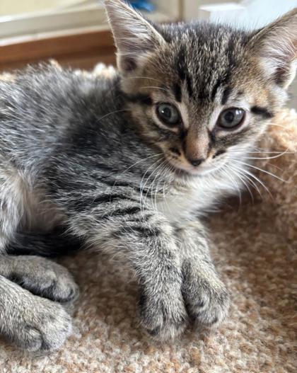 Meet Tiny Tina (Hour 2)