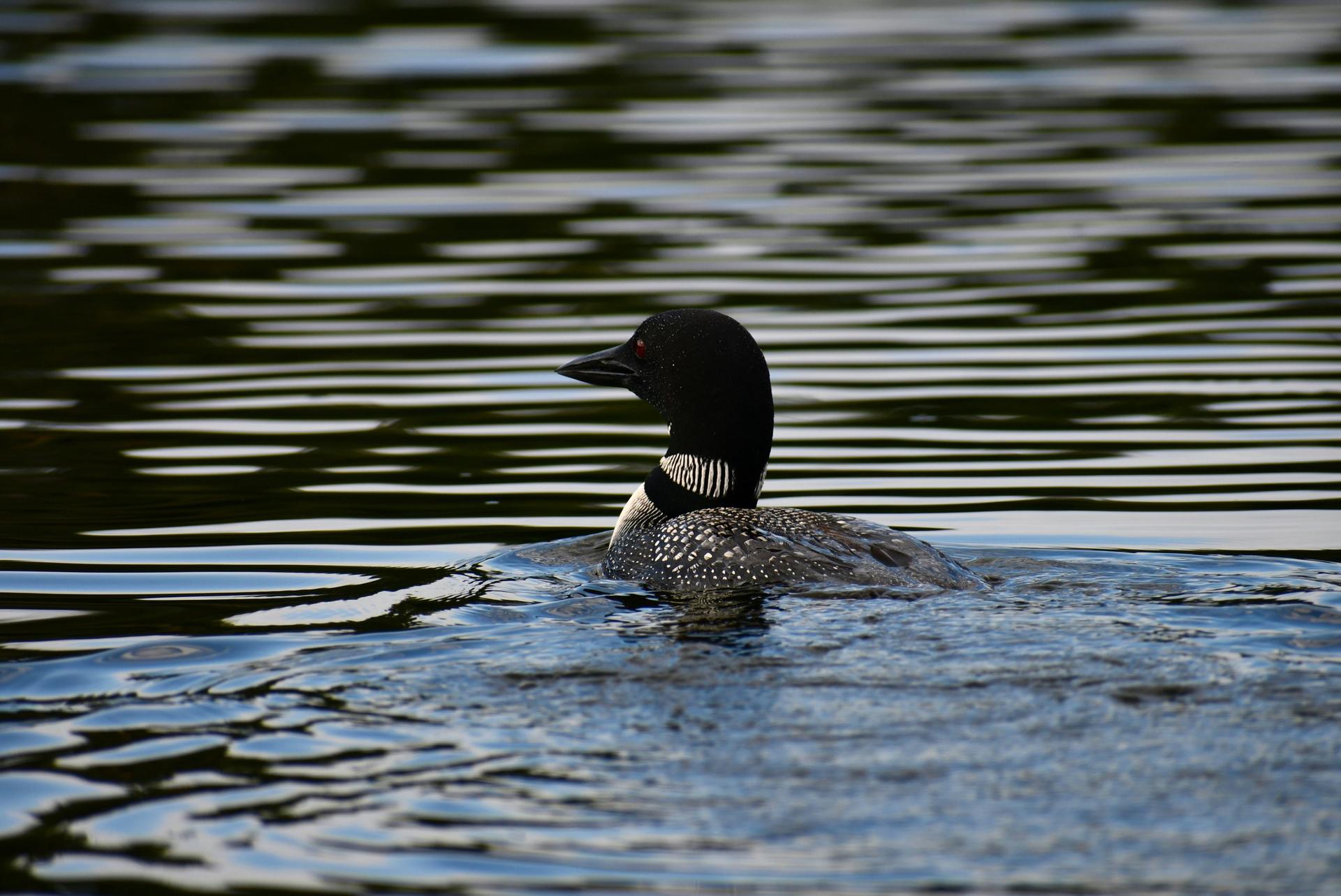 Opponents hope clock runs out on bill to lift sulfide mining ban in Boundary Waters watershed