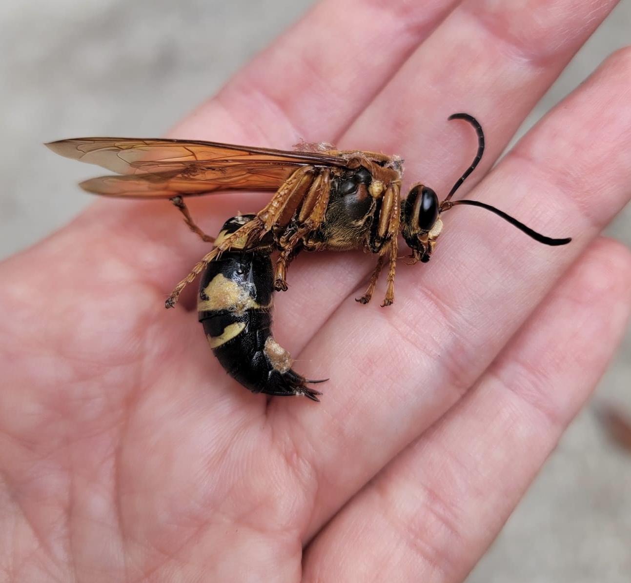 The Cicada (Killers) Are Coming!