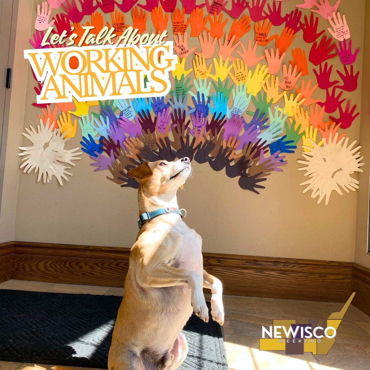 Let’s Talk About Working Animals